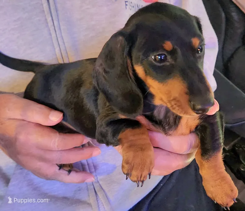 Klark – Miniature Dachshund puppy for sale in Mars Hill, NC