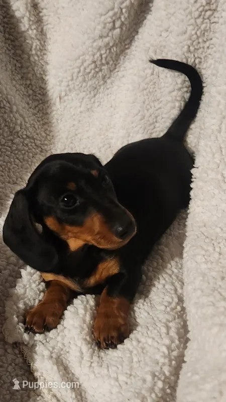 Woody – Miniature Dachshund puppy for sale in Mars Hill, NC