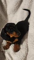 Woody, a male Miniature Dachshund for sale in Mars Hill, NC – 3 of 9