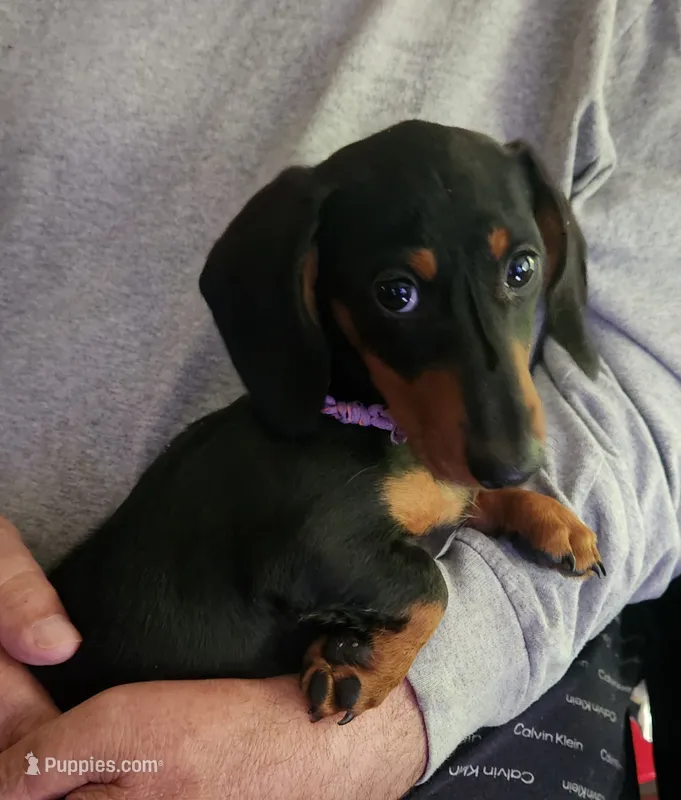 Klark – Miniature Dachshund puppy for sale in Mars Hill, NC