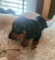 Hunter, a male Miniature Dachshund for sale in Mars Hill, NC – Photo 8 of 9
