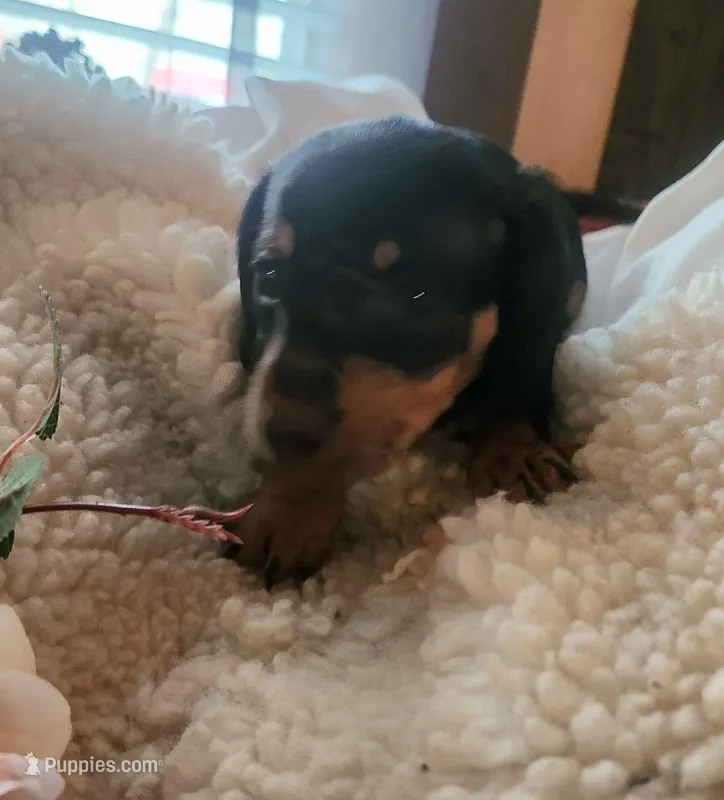 Hunter – Miniature Dachshund puppy for sale in Mars Hill, NC