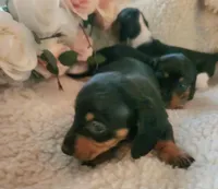 Hunter, a male Miniature Dachshund for sale in Mars Hill, NC – Photo 6 of 9