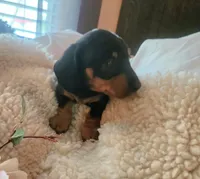 Hunter, a male Miniature Dachshund for sale in Mars Hill, NC – Photo 9 of 9