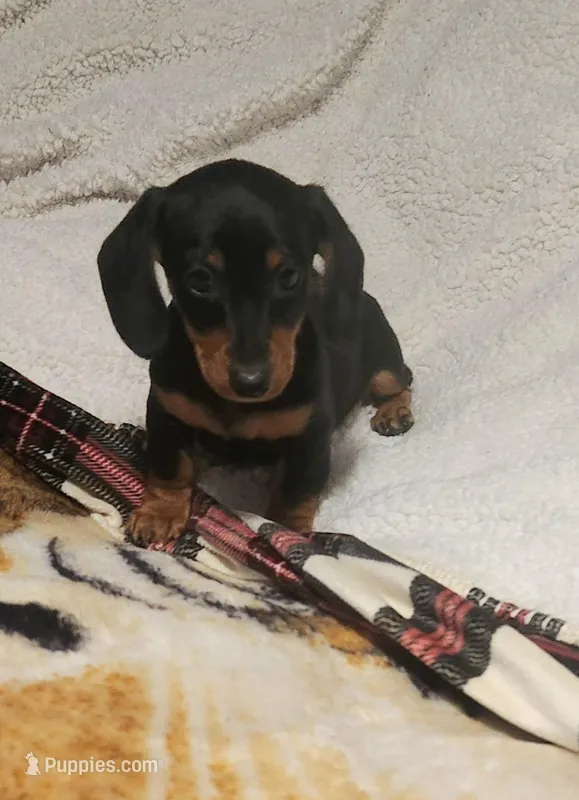 Hunter – Miniature Dachshund puppy for sale in Mars Hill, NC