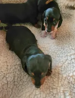 Hunter, a male Miniature Dachshund for sale in Mars Hill, NC – Photo 3 of 9