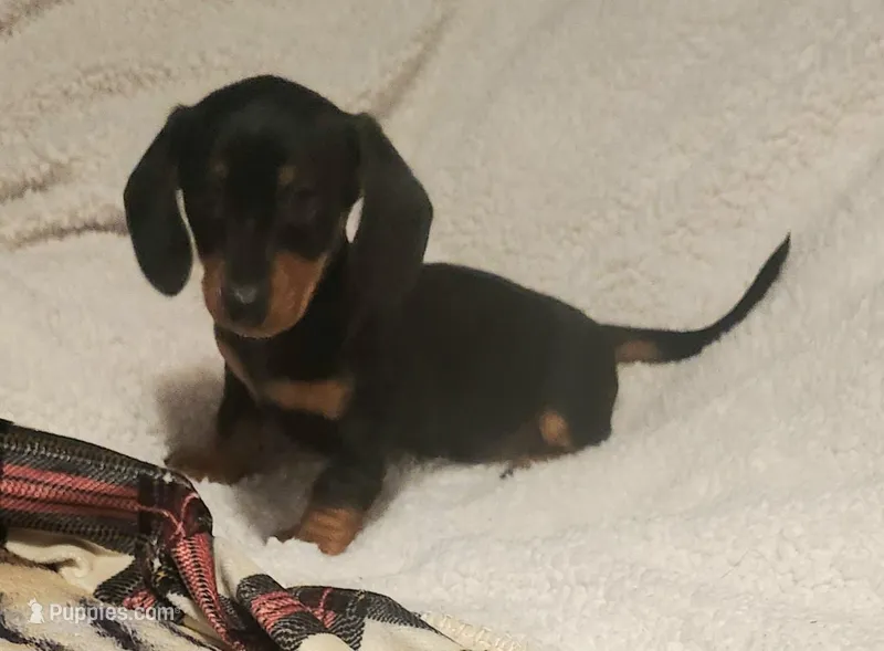 Hunter – Miniature Dachshund puppy for sale in Mars Hill, NC