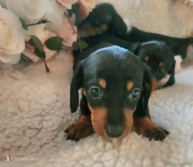 Hunter – Miniature Dachshund puppy for sale in Mars Hill, NC