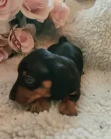 Hunter, a male Miniature Dachshund for sale in Mars Hill, NC – Photo 4 of 9