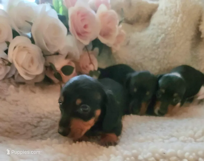 Hunter – Miniature Dachshund puppy for sale in Mars Hill, NC