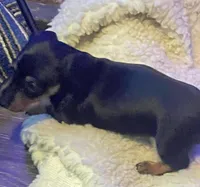 Hunter, a male Miniature Dachshund for sale in Mars Hill, NC – Photo 5 of 9