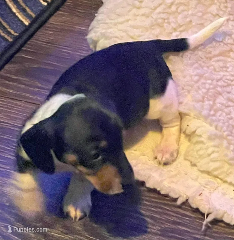 Cookie – Miniature Dachshund puppy for sale in Mars Hill, NC