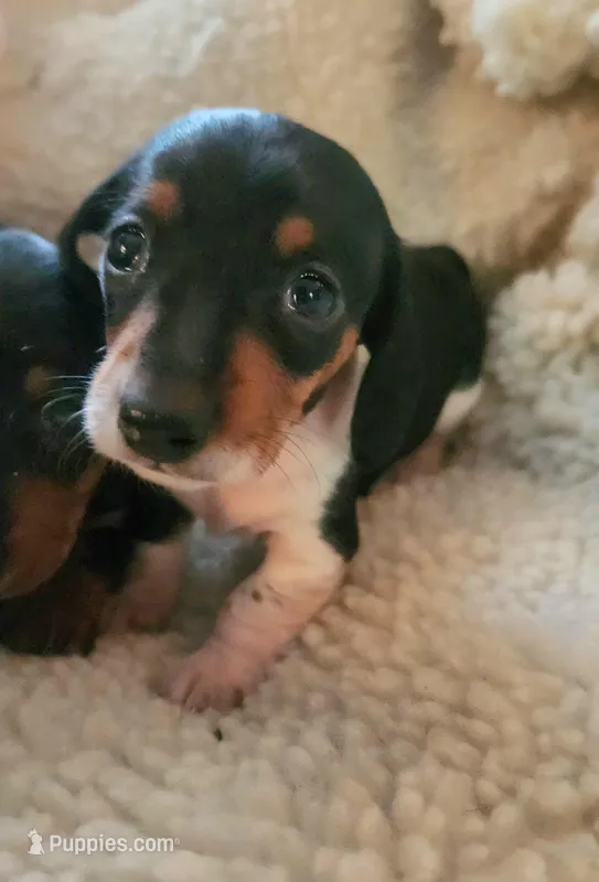 Cookie – Miniature Dachshund puppy for sale in Mars Hill, NC