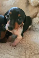 Cookie, a female Miniature Dachshund for sale in Mars Hill, NC – Photo 1 of 6