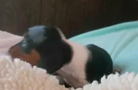 Cookie, a female Miniature Dachshund for sale in Mars Hill, NC – Photo 3 of 6