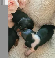 Cookie, a female Miniature Dachshund for sale in Mars Hill, NC – Photo 6 of 6