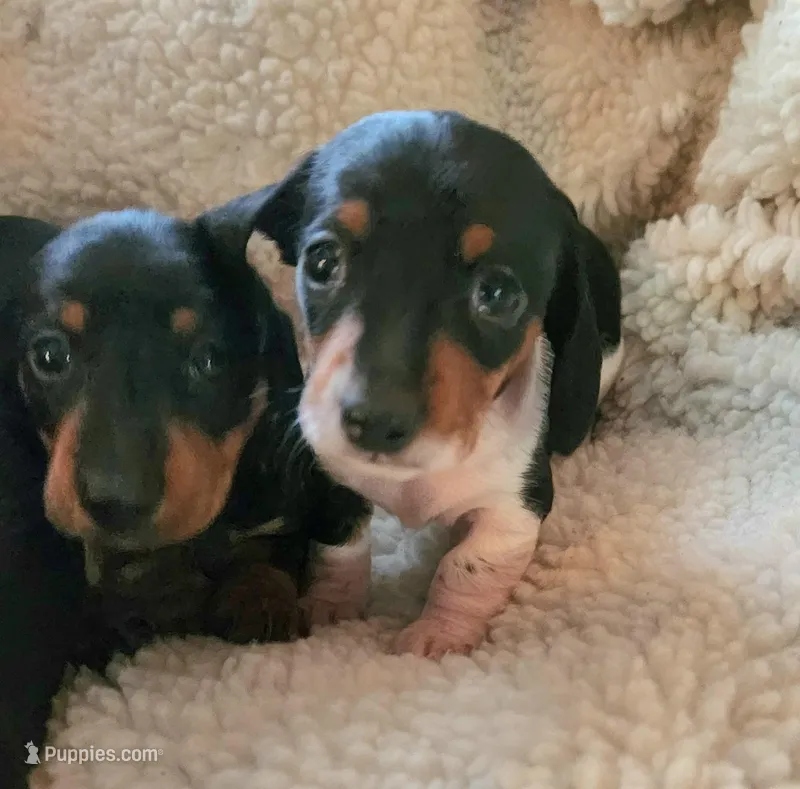 Cookie – Miniature Dachshund puppy for sale in Mars Hill, NC