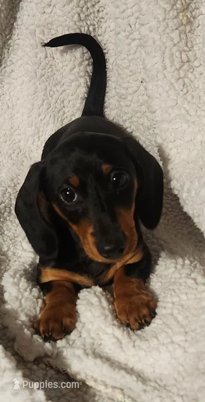 Woody – Miniature Dachshund puppy for sale in Mars Hill, NC