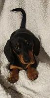 Woody, a male Miniature Dachshund for sale in Mars Hill, NC – 1 of 9