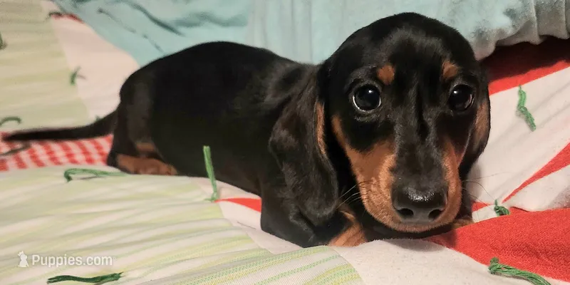 Klark – Miniature Dachshund puppy for sale in Mars Hill, NC