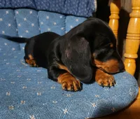 Klark, a male Miniature Dachshund for sale in Mars Hill, NC – 5 of 10