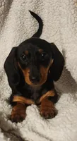 Woody, a male Miniature Dachshund for sale in Mars Hill, NC – 2 of 9