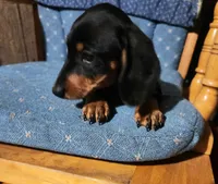 Klark, a male Miniature Dachshund for sale in Mars Hill, NC – 10 of 10