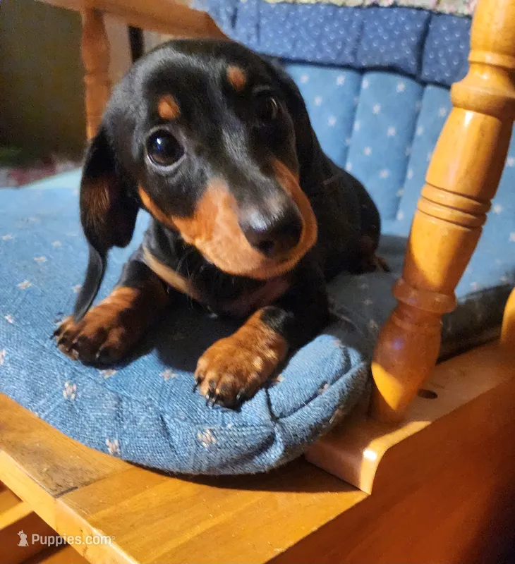 Klark – Miniature Dachshund puppy for sale in Mars Hill, NC