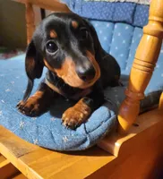 Klark, a male Miniature Dachshund for sale in Mars Hill, NC – 7 of 10