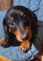Klark, a male Miniature Dachshund for sale in Mars Hill, NC – 3 of 10