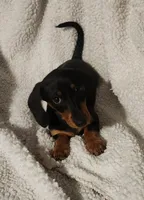 Woody, a male Miniature Dachshund for sale in Mars Hill, NC – 9 of 9
