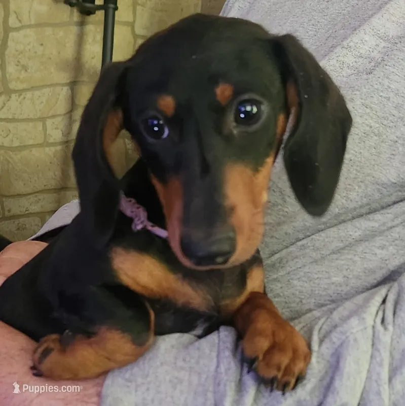 Klark – Miniature Dachshund puppy for sale in Mars Hill, NC