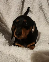 Woody, a male Miniature Dachshund for sale in Mars Hill, NC – 8 of 9