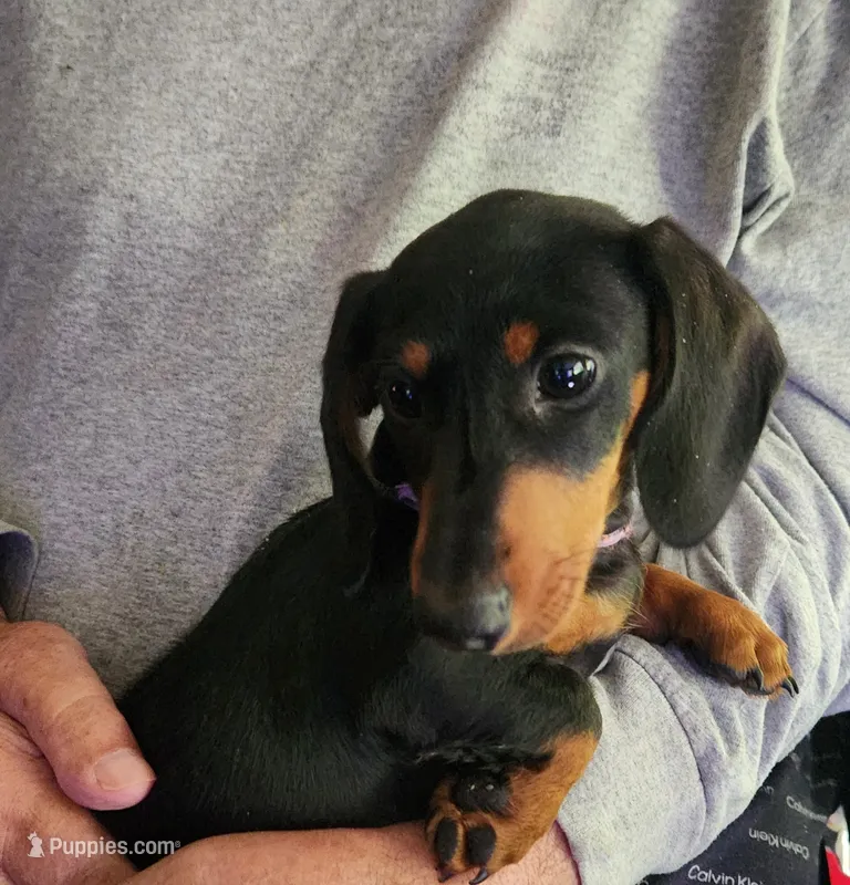 Klark – Miniature Dachshund puppy for sale in Mars Hill, NC