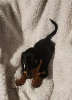 Woody, a male Miniature Dachshund for sale in Mars Hill, NC – 6 of 9