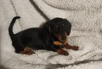 Woody, a male Miniature Dachshund for sale in Mars Hill, NC – 4 of 9