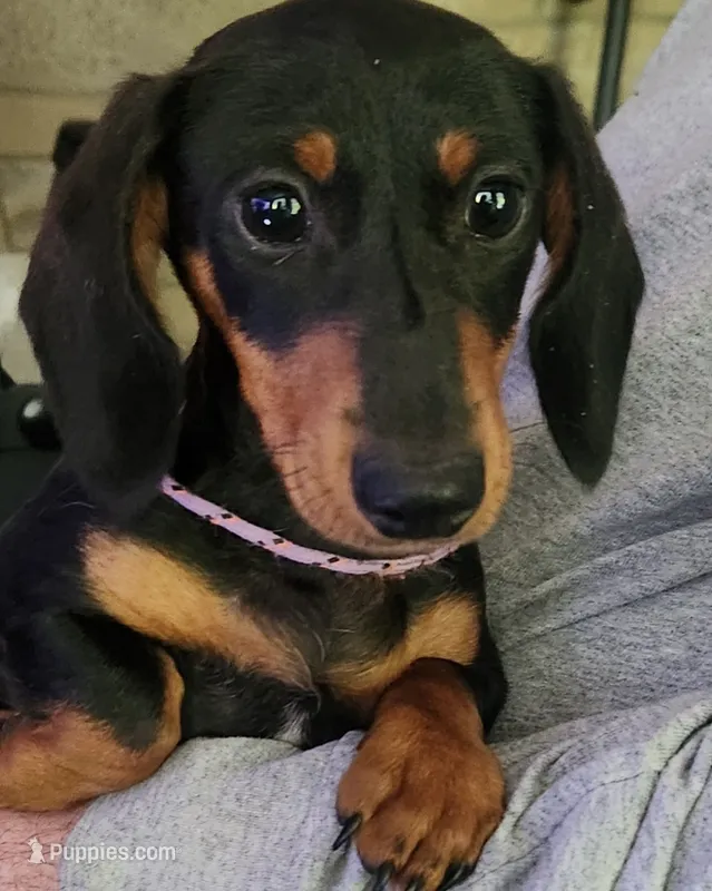 Klark – Miniature Dachshund puppy for sale in Mars Hill, NC