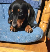 Klark, a male Miniature Dachshund for sale in Mars Hill, NC – 9 of 10