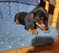 Klark, a male Miniature Dachshund for sale in Mars Hill, NC – 8 of 10