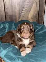 Rubble, a male Australian Shepherd and Miniature Australian Shepherd for sale in Parnell, MO – 3 of 3