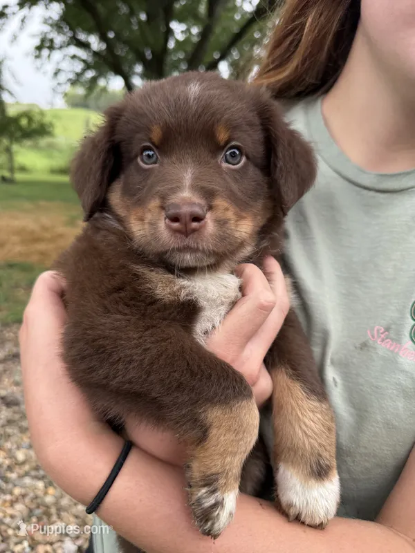 Rubble – Australian Shepherd, Miniature Australian Shepherd puppy for sale in Parnell, MO