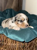 Everest, a female Australian Shepherd and Miniature Australian Shepherd for sale in Parnell, MO – 2 of 3
