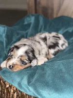 Sky, a female Australian Shepherd and Miniature Australian Shepherd for sale in Parnell, MO – 2 of 3