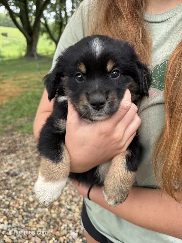 Rocky – Australian Shepherd, Miniature Australian Shepherd puppy for sale in Parnell, MO