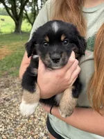 Rocky, a male Australian Shepherd and Miniature Australian Shepherd for sale in Parnell, MO – 1 of 3