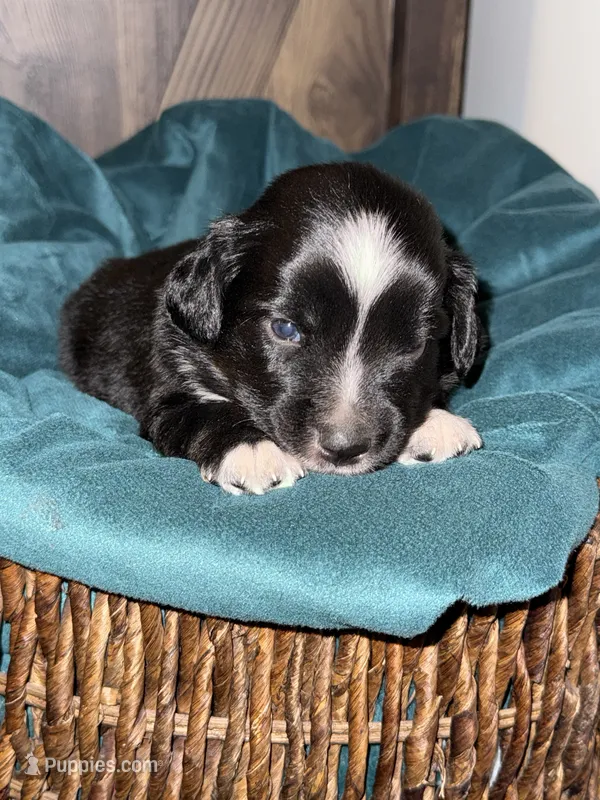 Chase – Australian Shepherd, Miniature Australian Shepherd puppy for sale in Parnell, MO