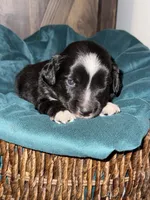 Chase, a male Australian Shepherd and Miniature Australian Shepherd for sale in Parnell, MO – 1 of 2