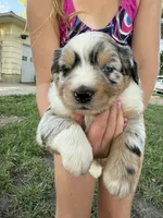 Everest, a female Australian Shepherd and Miniature Australian Shepherd for sale in Parnell, MO – 3 of 3