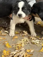 Etta, a female Miniature Australian Shepherd for sale in Parnell, MO – Photo 1 of 3