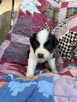 Etta, a female Miniature Australian Shepherd for sale in Parnell, MO – Photo 2 of 3